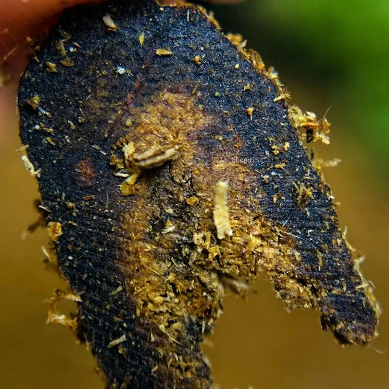 Gold Knot Qi Nan Saw Powder Agarwood Powder Powder DIY Meditation Yoga Office Temple Meditation Aromatherapy Purifying The Air