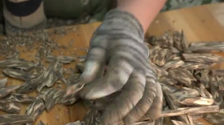 Workers sorting and refining agarwood chips by resin grade on a factory processing line